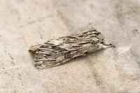 Asteroscopus sphinx