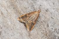 Udea ferrugalis