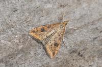 Udea ferrugalis