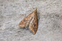 Udea ferrugalis