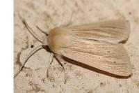 Mythimna pallens