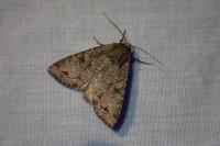 Fissipunctia ypsillon