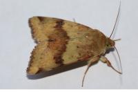 Heliothis viriplaca