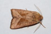 Hydraecia micacea