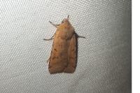 Agrochola lychnidis