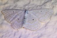 Scopula immutata