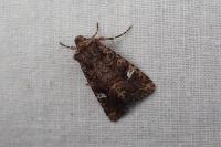 Dryobota labecula