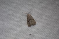 Hypenodes humidalis