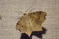 Macaria alternata