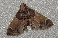 Pyralis farinalis