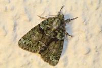 Cryphia algae