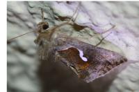 Macdunnoughia confusa