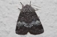 Drymonia querna