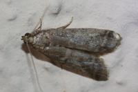 Ephestia woodiella/parasitella/elutella