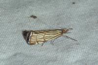 Chrysocramboides craterellus