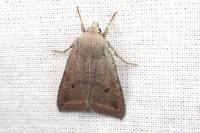 Leptologia lota
