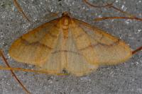 Phigaliohybernia aurantiaria