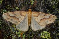 Erannis defoliaria