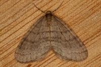Operophtera brumata