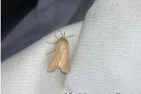 Mythimna pallens