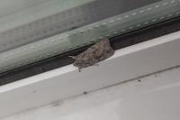 Lithophane ornitopus