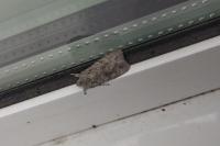 Lithophane ornitopus