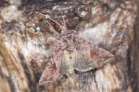 Ctenoplusia accentifera