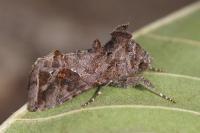 Ctenoplusia accentifera