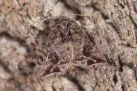 Ctenoplusia accentifera