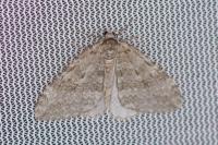Epirrita dilutata