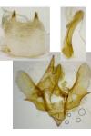 Epirrita dilutata