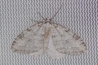 Epirrita christyi