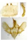 Epirrita christyi