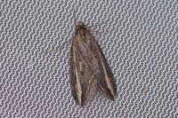 Chesias legatella
