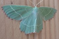 Thalera fimbrialis