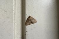 Operophtera brumata