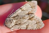 Acronicta