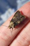 Agrotis