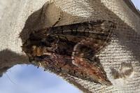 Oligia