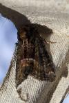Oligia