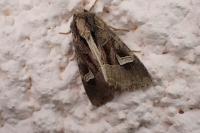 Trigonophora flammea