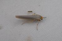Eilema caniola
