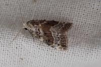 Nola squalida