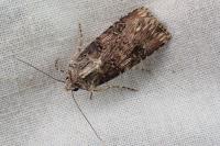 Agrotis catalaunensis