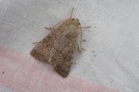 Hoplodrina ambigua