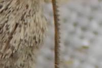 Hoplodrina ambigua