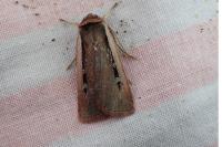 Ochropleura leucogaster
