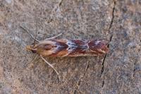 Ancylosis cinnamomella