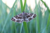Epirrhoe alternata