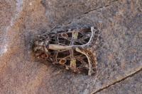 Leucochlaena oditis